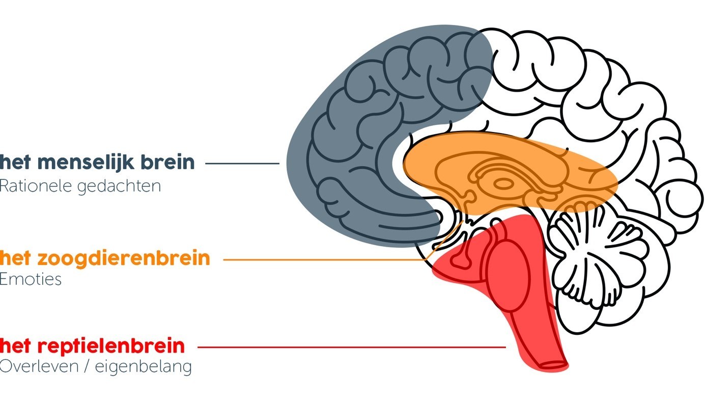 Menselijk, zoogdieren en reptielenbrein